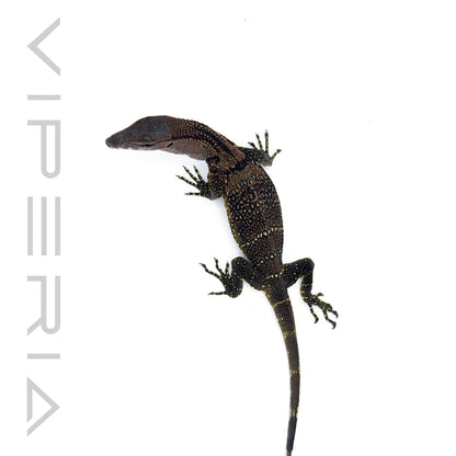 Black Rough-Neck Monitor