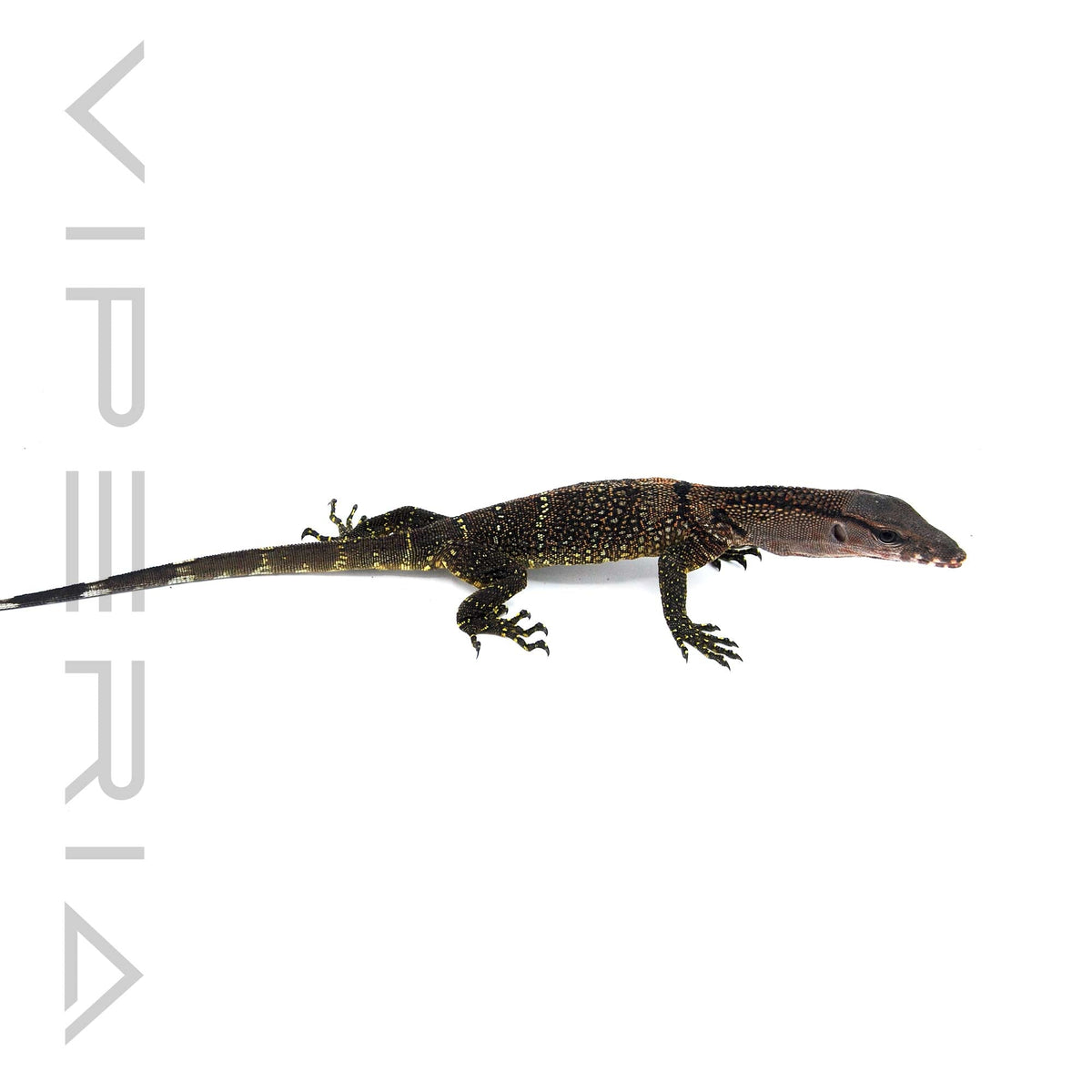 Black Rough-Neck Monitor