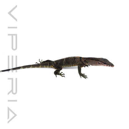 Black Rough-Neck Monitor