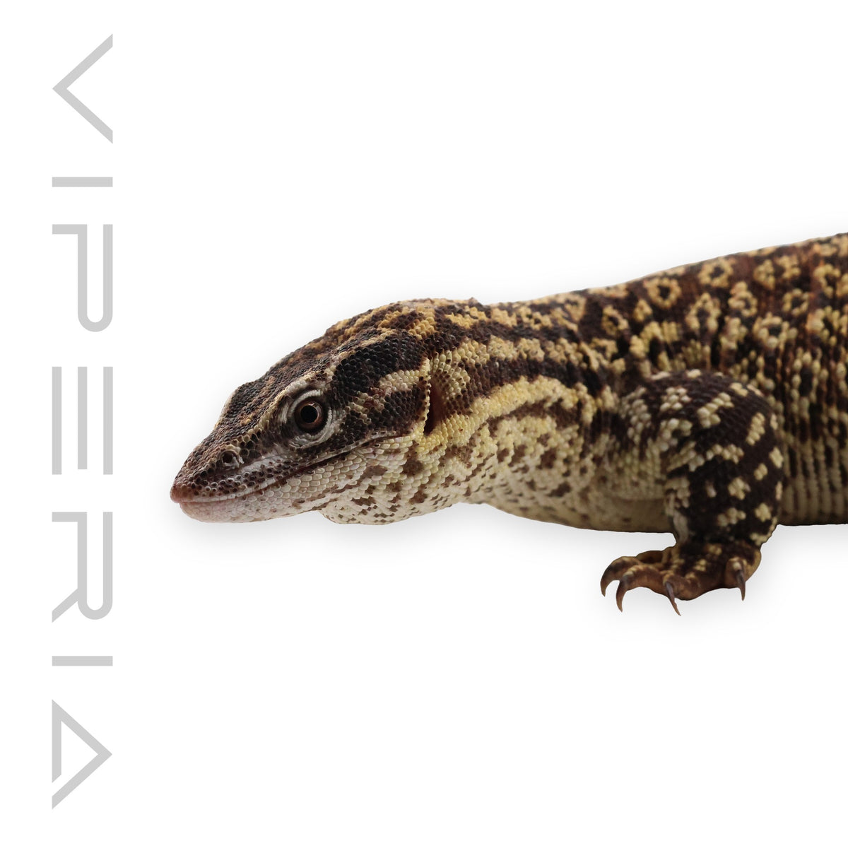 Ackie Monitor