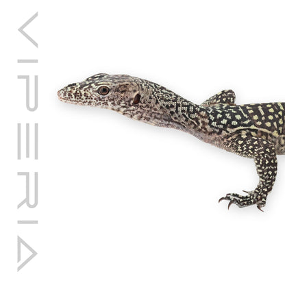 Jayapura Blue Tail Monitor