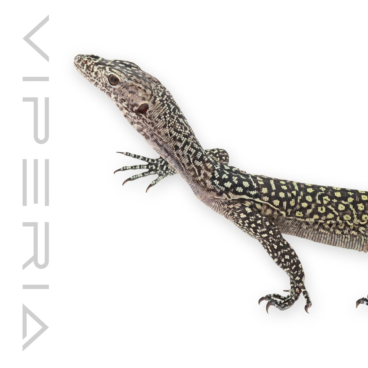 Jayapura Blue Tail Monitor