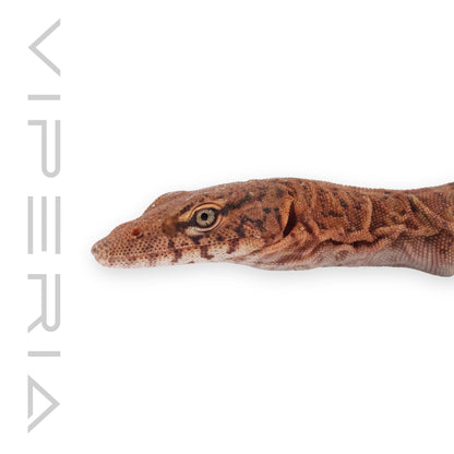 Pilbara Rock Monitor