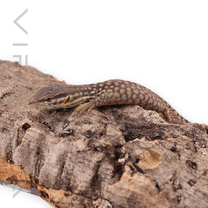 Ackie Monitor