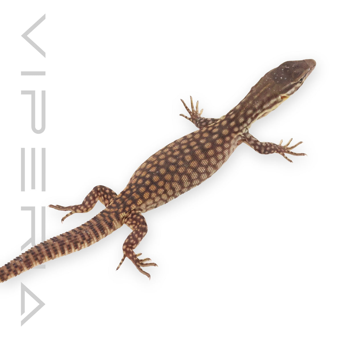 Ackie Monitor