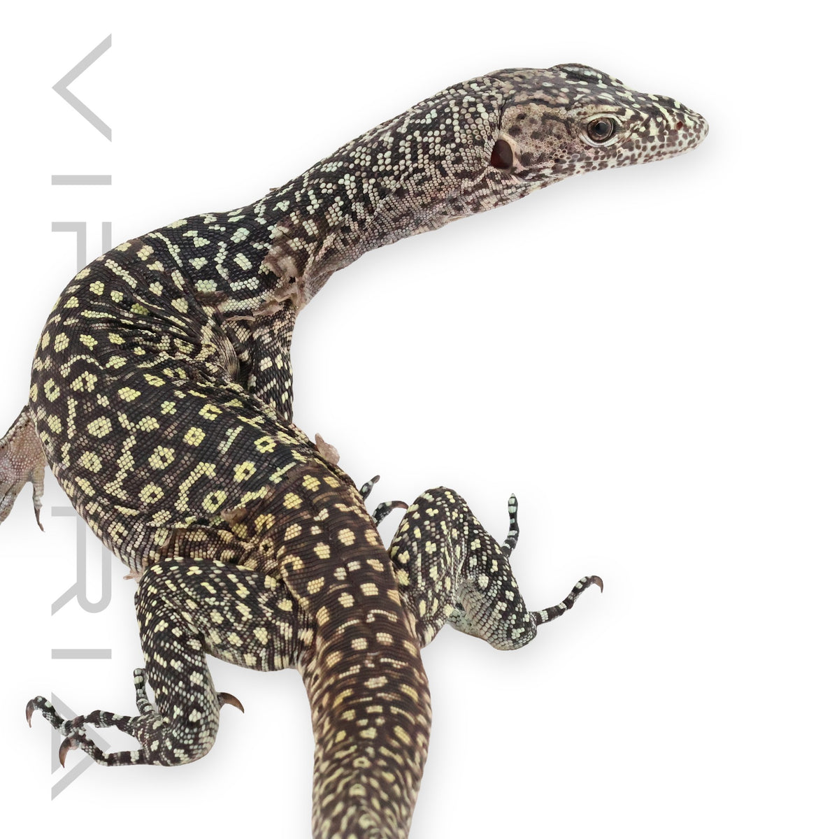 Jayapura Blue Tail Monitor