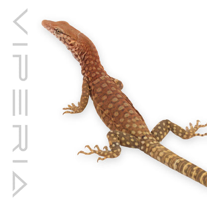 Pilbara Rock Monitor