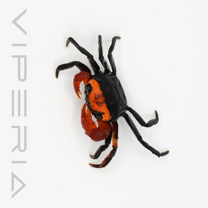 Volcano crab