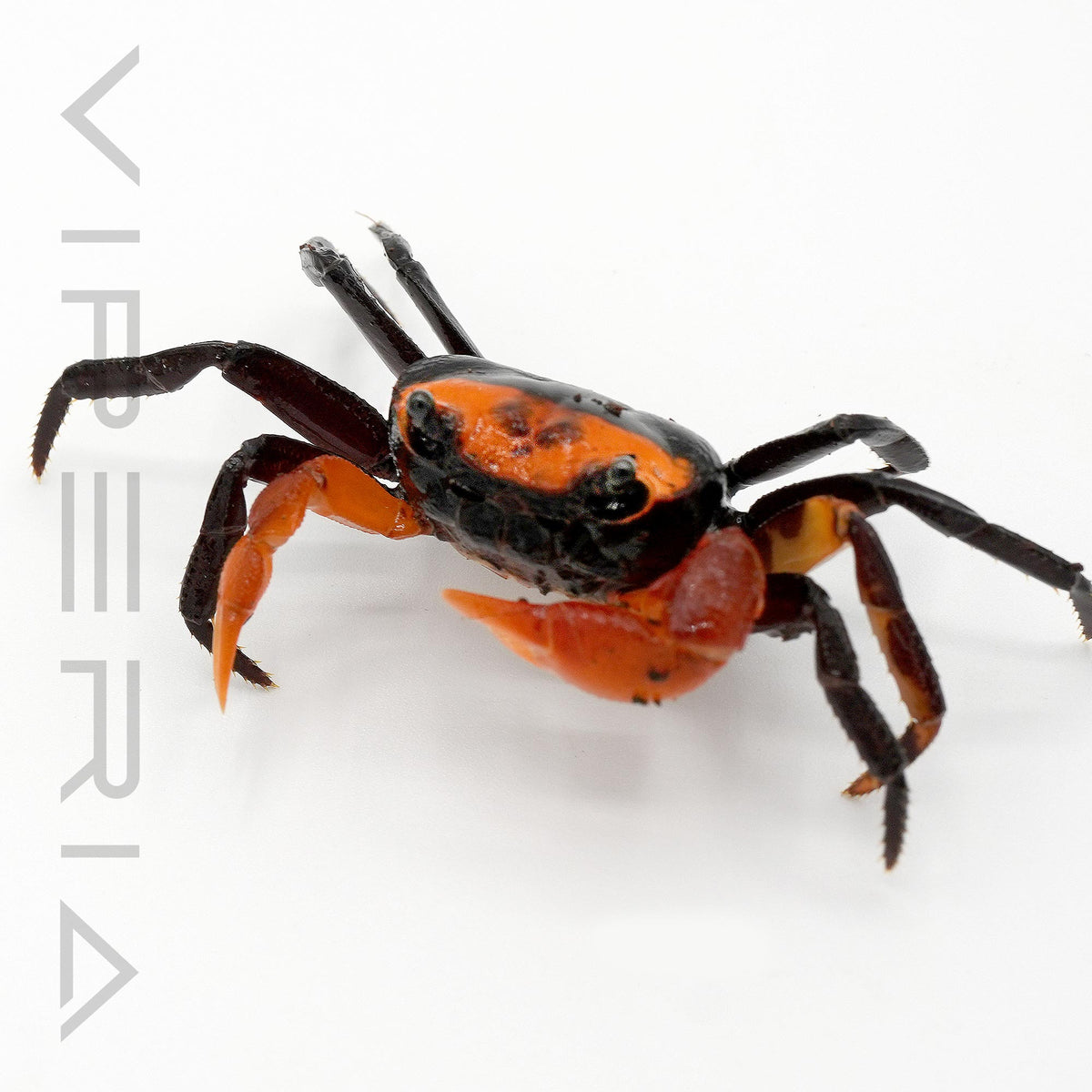 Volcano crab