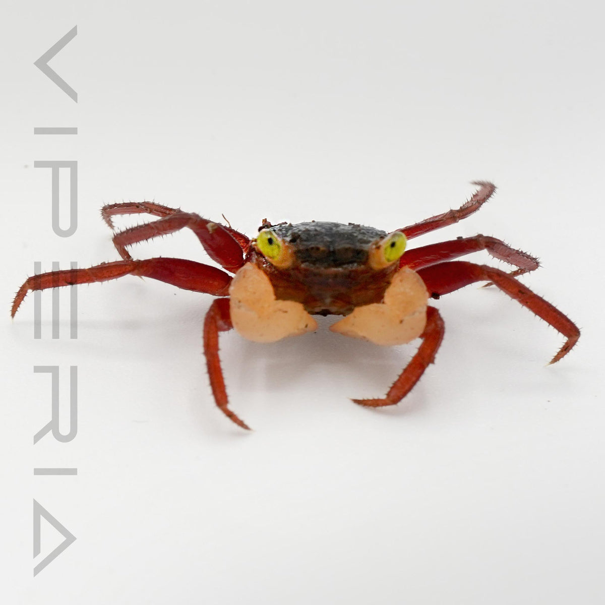 White mandarin vampire crab