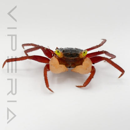 White mandarin vampire crab