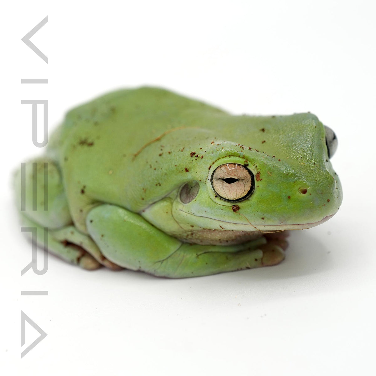 Whites Tree Frog