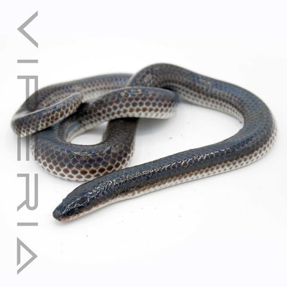 Sunbeam Snake