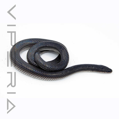 Sunbeam Snake