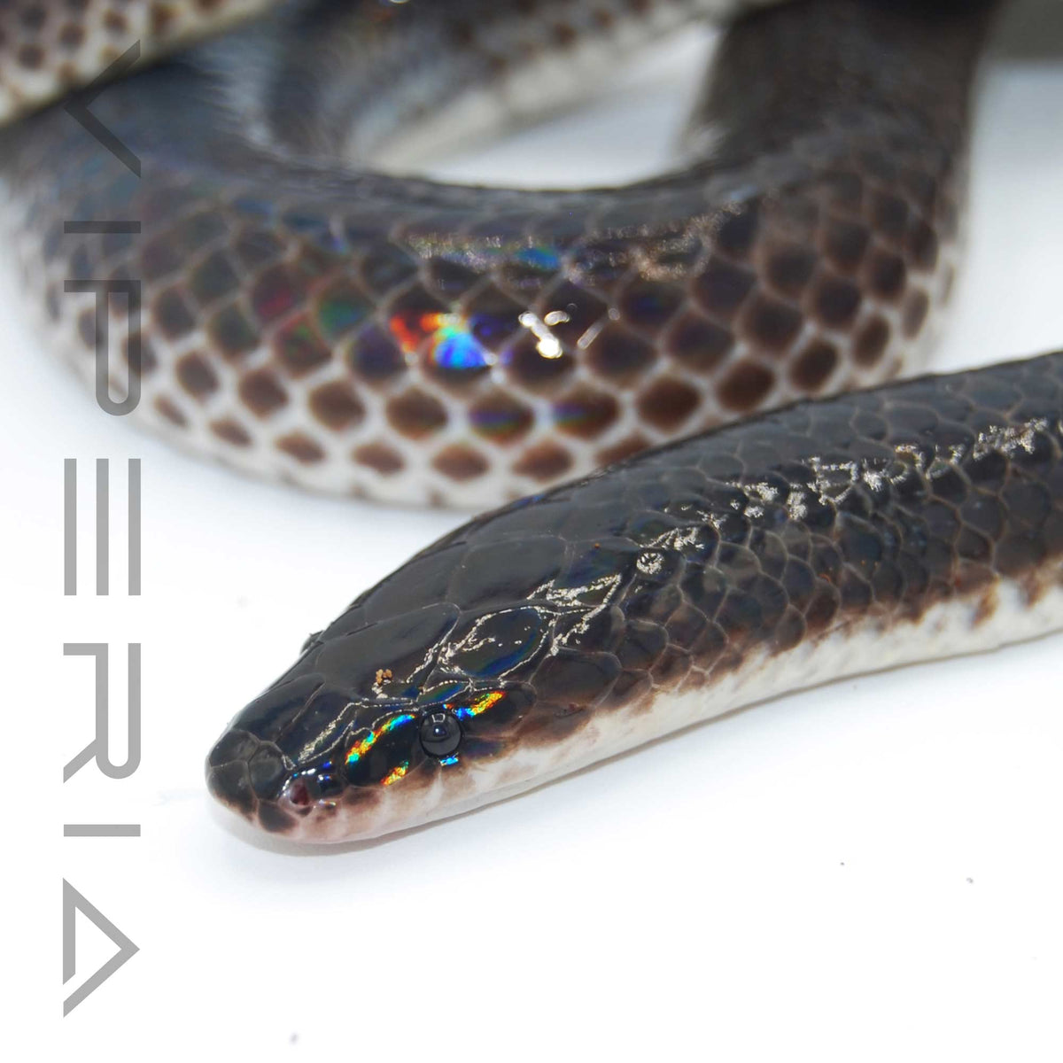 Sunbeam Snake