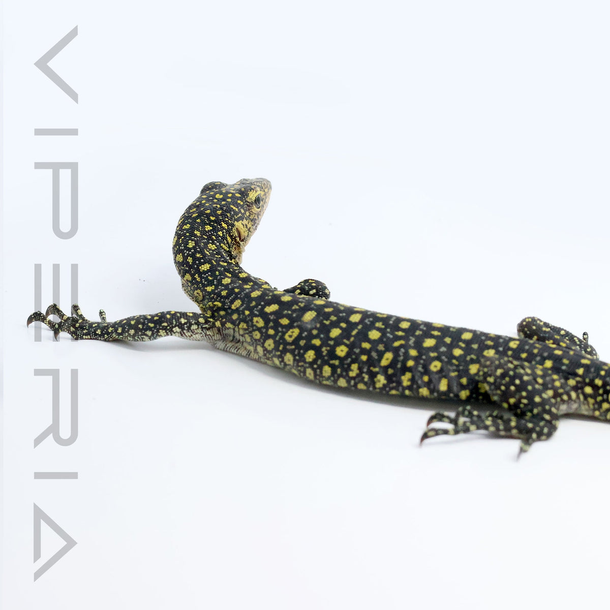 Colei Monitor