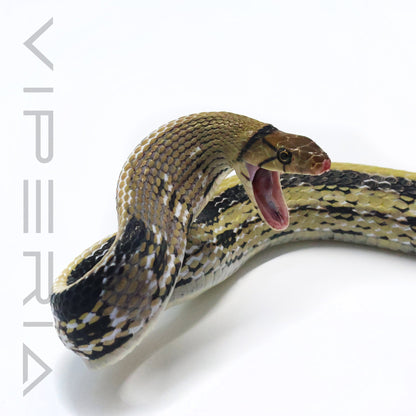 Radiated Rat Snake