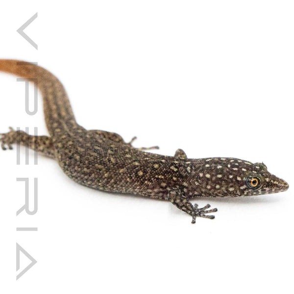 Ocellated Gecko