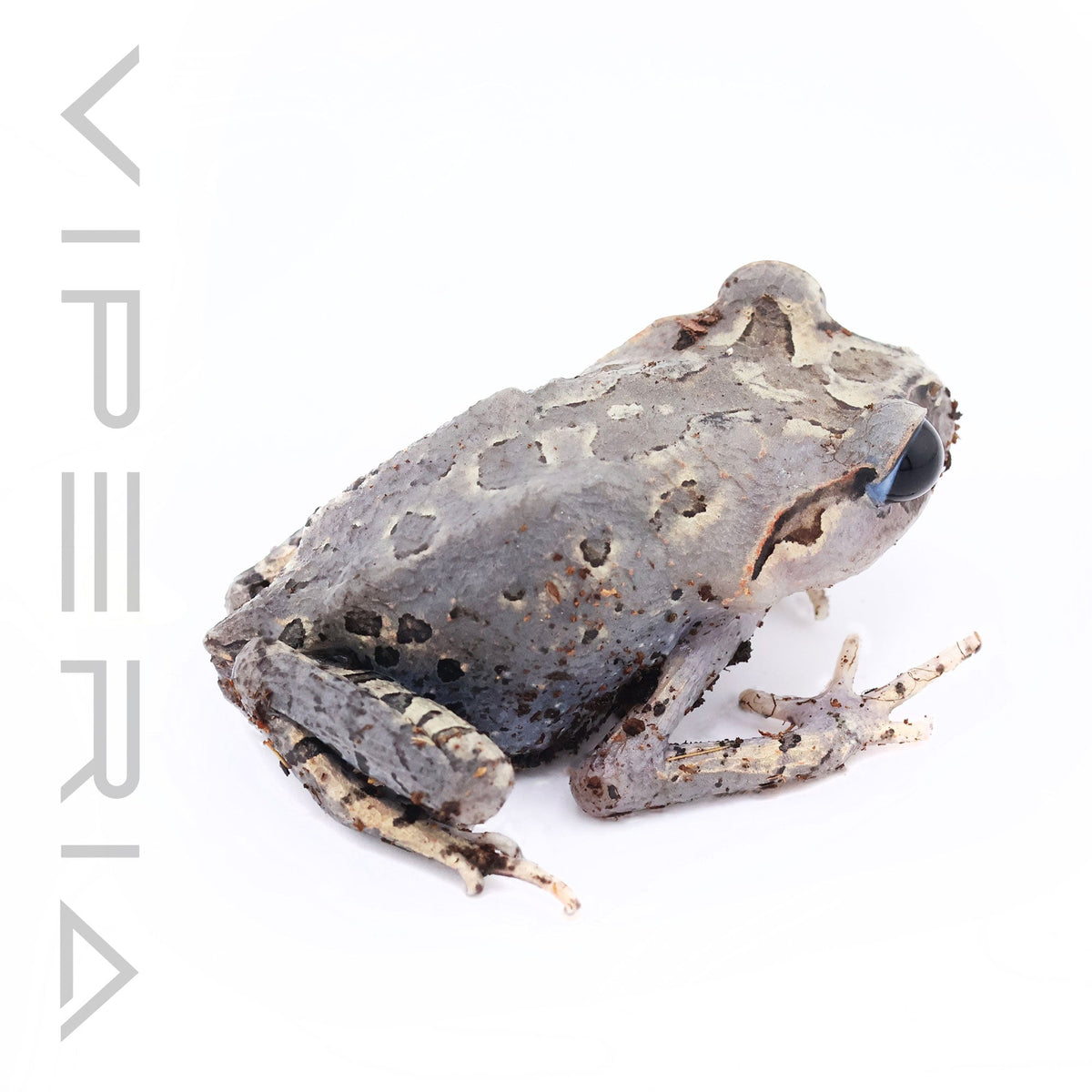 Hasselt's Toad