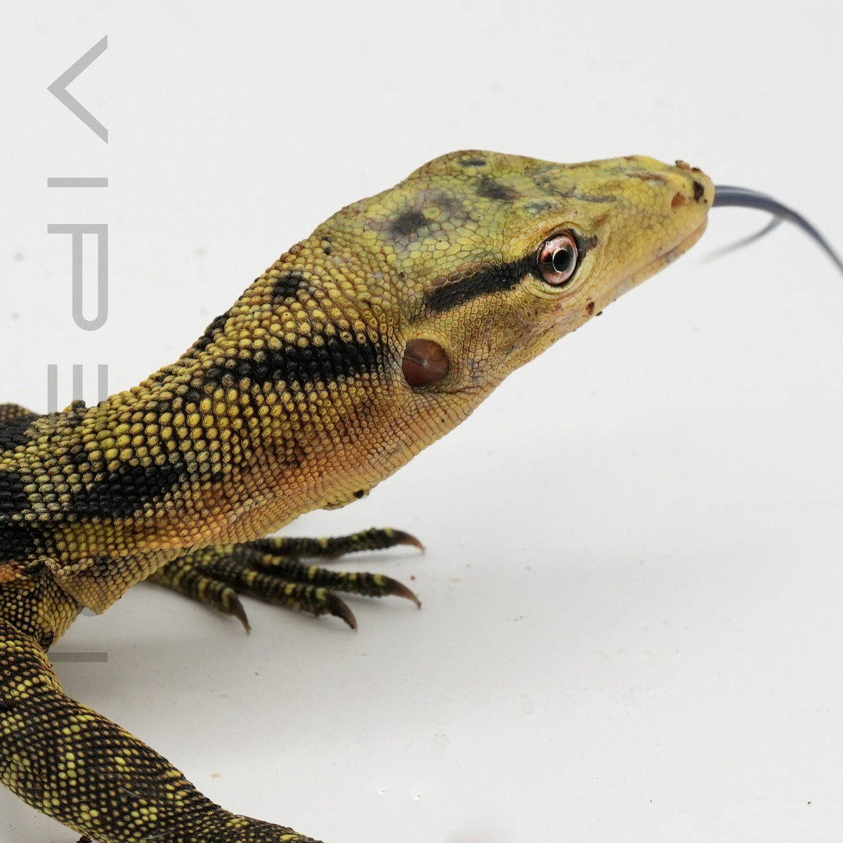 Yellow-headed Water Monitor