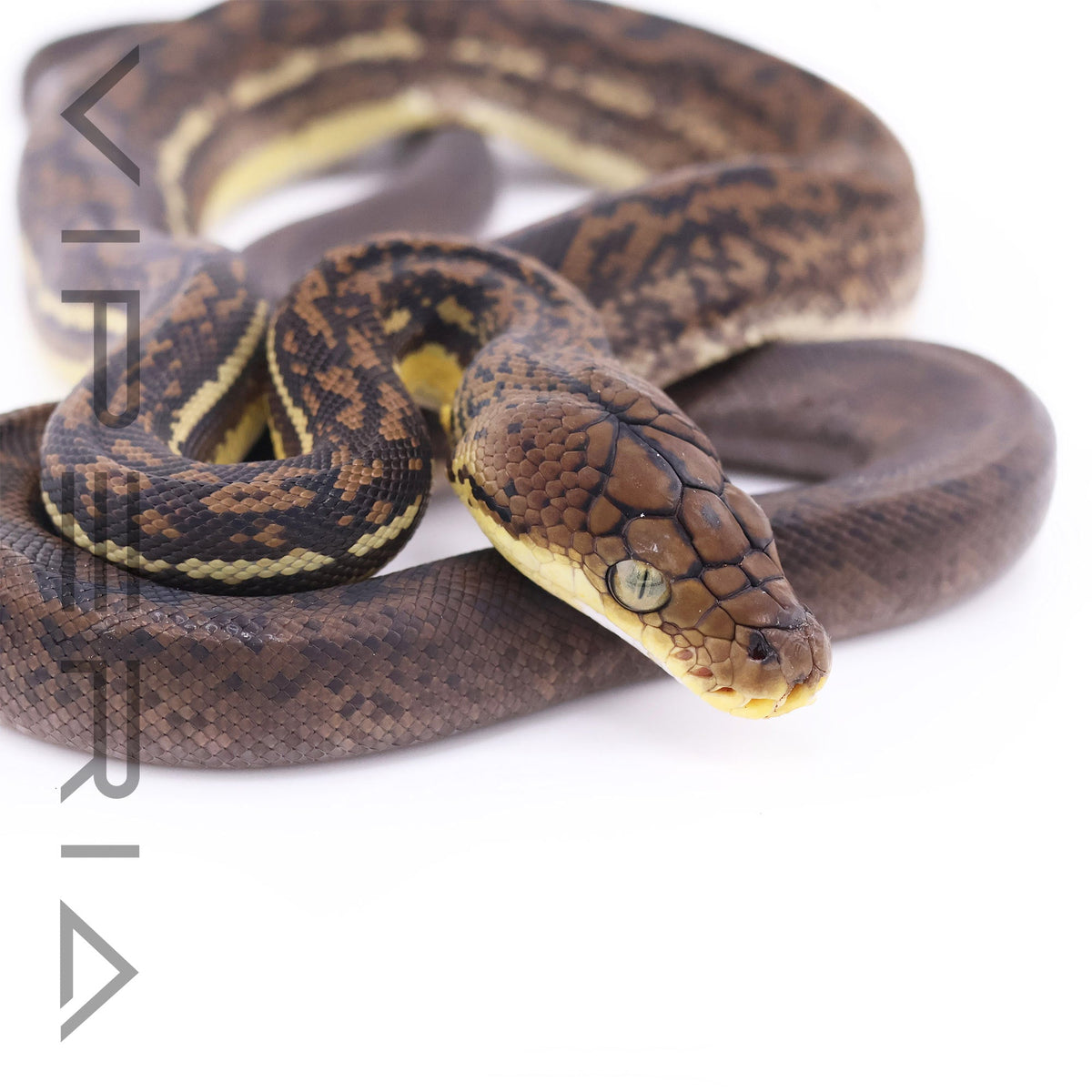 Timor python