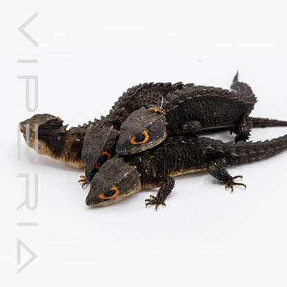 Red Eyed Crocodile Skink