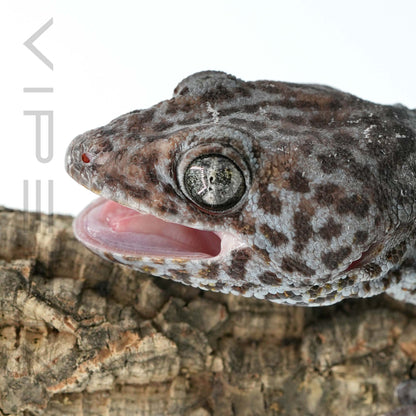 Blue Granite 094 Tokay Gecko