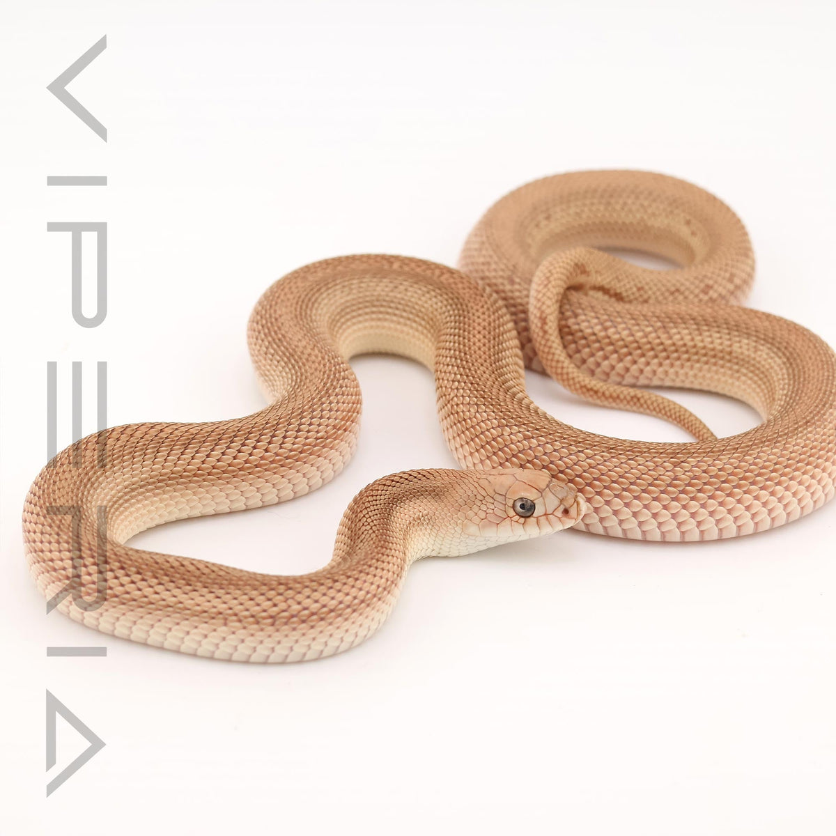 Southern Pine Snake