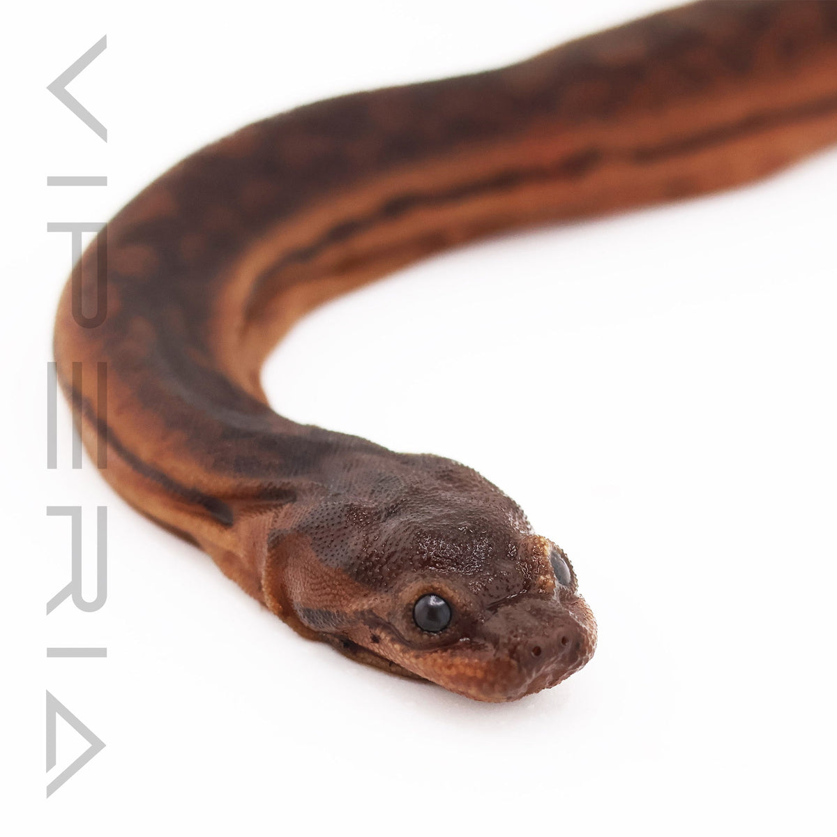 Elephant Trunk Snake