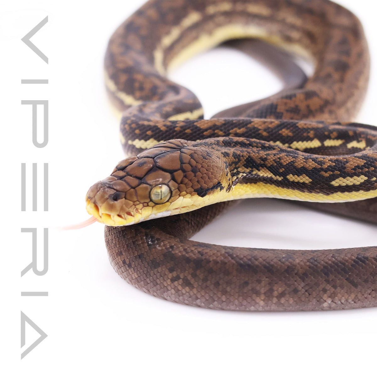 Timor python