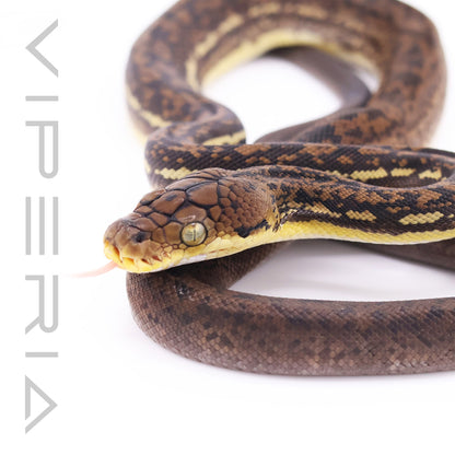 Timor python