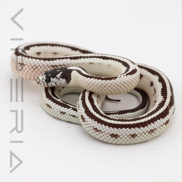 Striped Cali Kingsnake