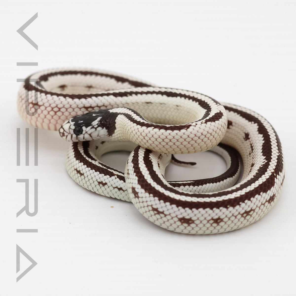 Striped Cali Kingsnake