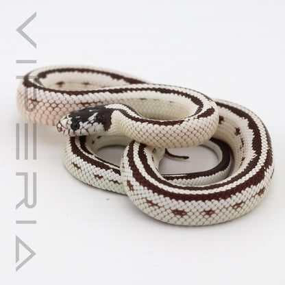 Striped Cali Kingsnake