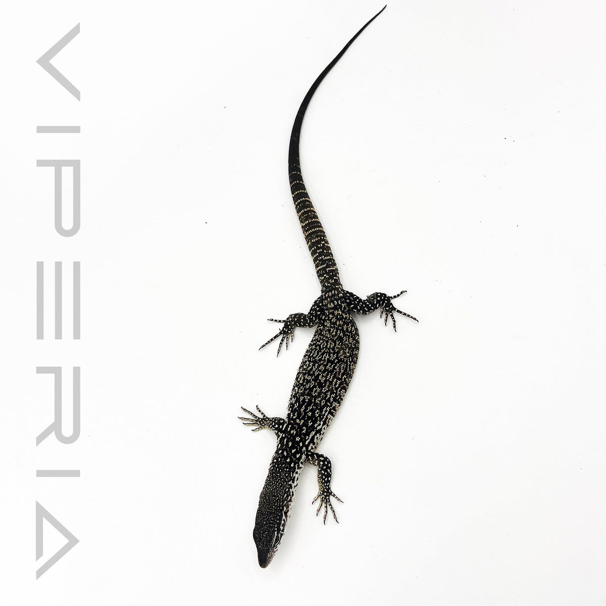 Spotted Tree Monitor