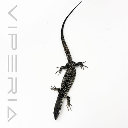 Spotted Tree Monitor