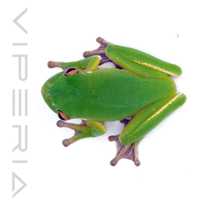 White-Lipped Tree Frog