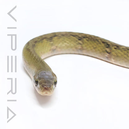 Black Copper Rat Snake