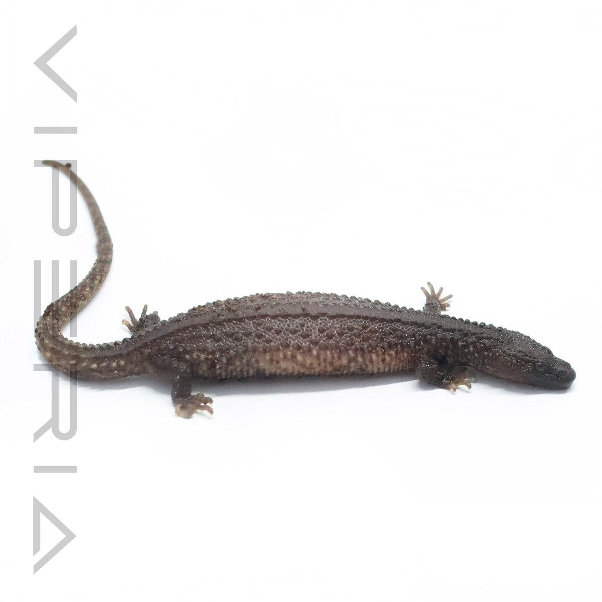 Borneo Earless Monitor