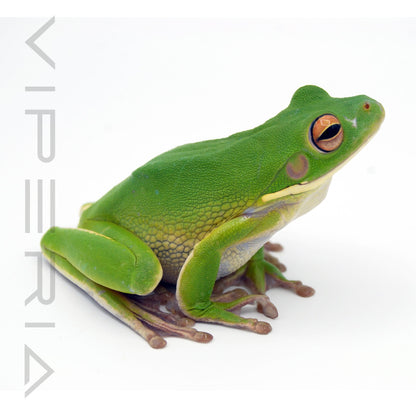 White-Lipped Tree Frog