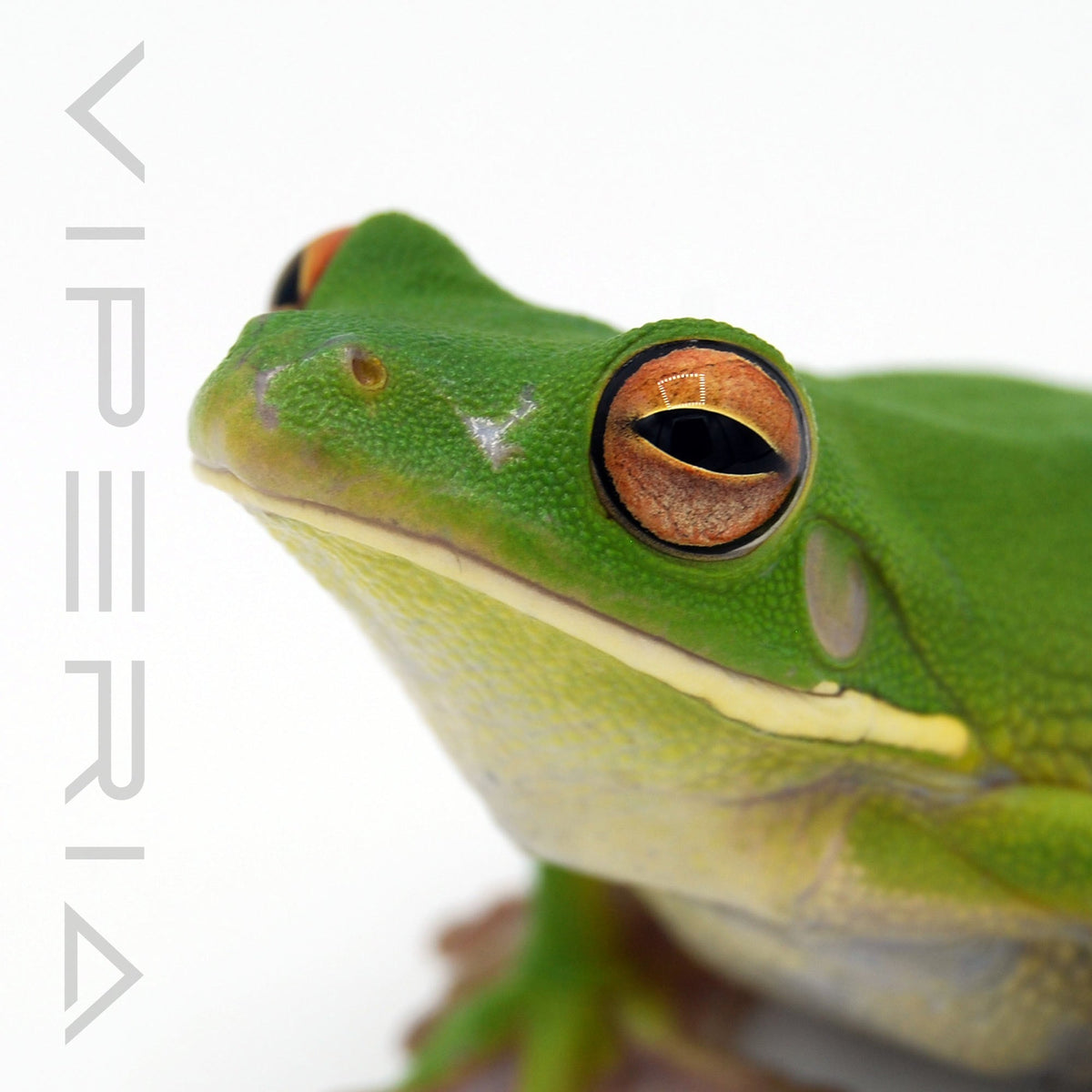 White-Lipped Tree Frog