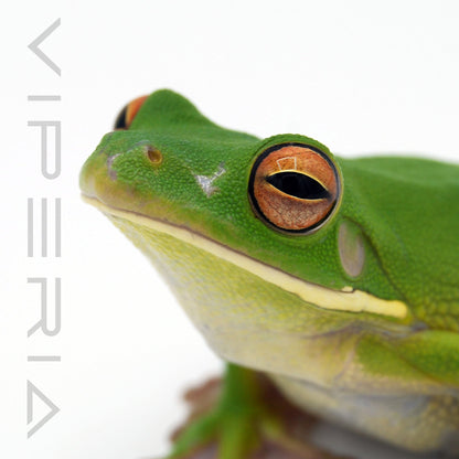 White-Lipped Tree Frog