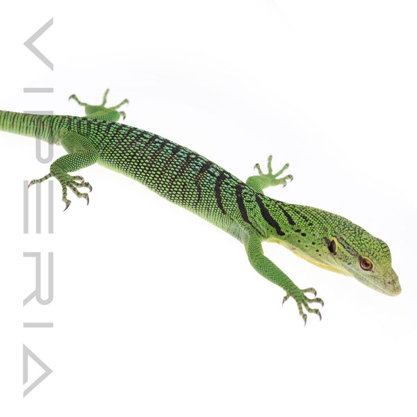 Emerald Tree Monitor