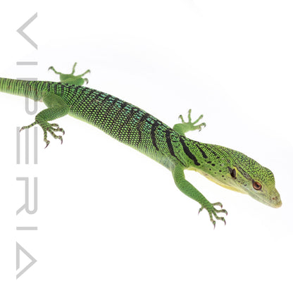 Emerald Tree Monitor
