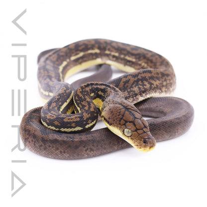 Timor python