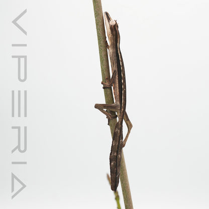 Lined Leaf Tail Gecko