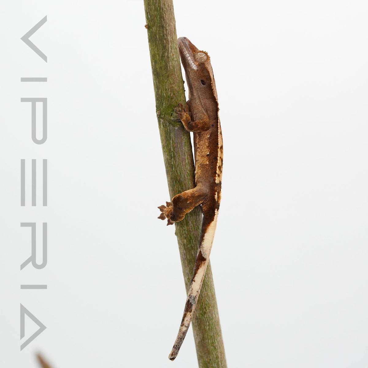 Mixed Morph Crested Gecko