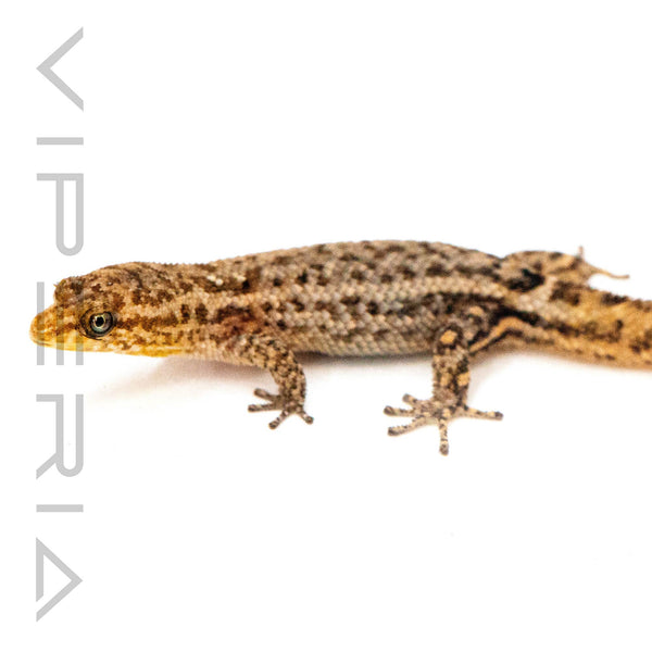 Puerto Rican Crescent Gecko