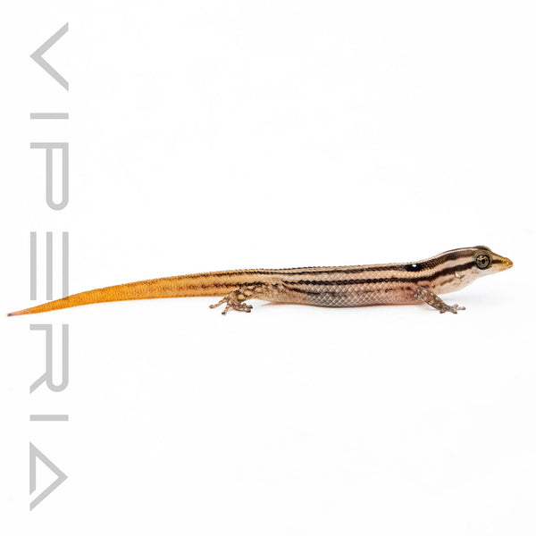 Roosevelts Least Gecko