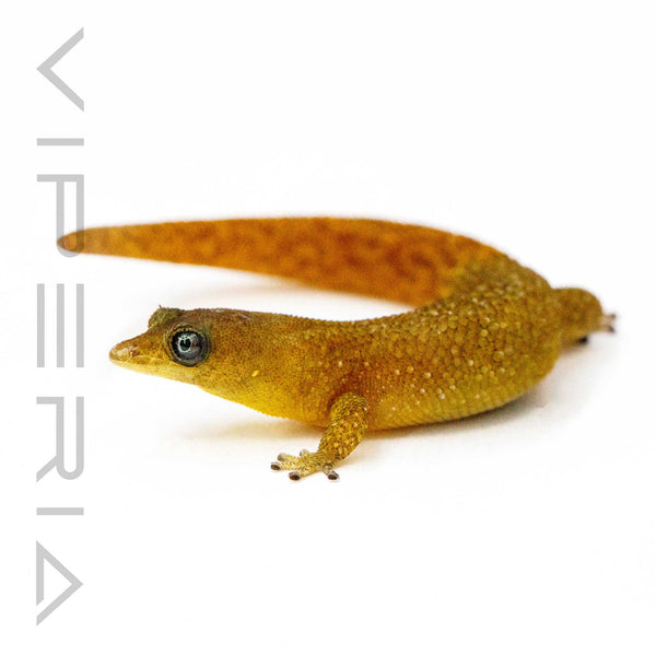 Saba Least Gecko